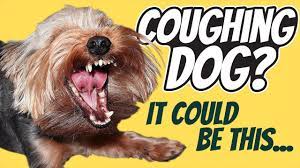 Dog Coughing Sounds Like A Hairball Do This Youtube