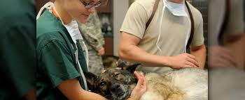 Veterinarian, veterinary, veterinary, veterinary surgeon. La Discriminacion De Genero Frena A Las Mujeres En La Practica Veterinaria Latinamerican Post