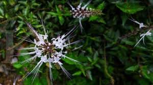 Bunga matahari adalah bunga nasional ukraina dan merupakan bunga resmi negara bagian kansas, amerika serikat. Batu Ginjal Begini Meracik Kumis Kucing Untuk Gempur Batu Ginjal Tribun Pekanbaru