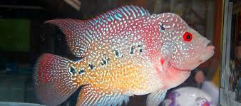 Harapan hidup atau umur ikan louhan bisa mencapai sekitar 10 tahun hingga 12 tahun. Info Terkini Tips Mencerahkan Warna Ikan Louhan Yang Pudar Daftar Harga Tarif