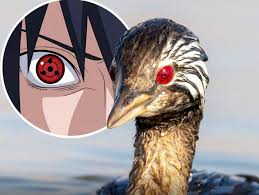 W Chile sfotografowano niezwykłego ptaka, którego oczy wyglądają niemal  identycznie jak legendarny Sharingan z anime „Naruto”! - Bezuzyteczna.pl -  Codzienna dawka wiedzy bezużytecznej.