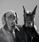 Great Dane Puppies For Sale - AKC PuppyFinder