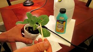 Plant (biology as textbook, indge, rowland, baker). Trg 2012 How To Kill Cabbage Worms In Your Garden Organically With Bacillus Thuringiensis Bt Youtube