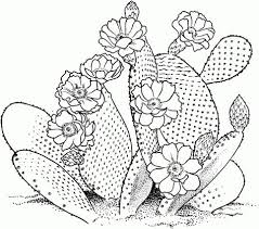 Two different free printable cactus color sheets you can print at home! 28 Coloring Cactus Ideas Cactus Cactus Drawing Cactus Art