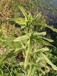 Image result for Morus indica