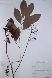 Image result for Syzygium owariense