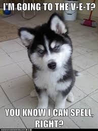 Check spelling or type a new query. Dogs Can T Spell A Spelling Bee On Woozle Wednesday At Pwb Peeps Evening Thread