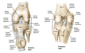 The exception is lateral rotation of the femur that proceeds flexion by unlocking the joint. Knee Anatomy And Significance Bone And Spine