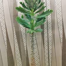 Image result for Monadenium torrei