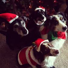 Photo Christmas Dog Christmas Puppy Dog Holiday