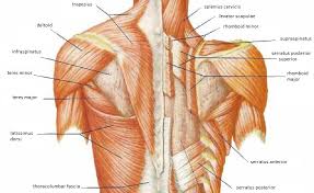 Back to tracking tools main page. Skeletal Muscle Review