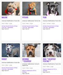 Why Are There So Many Pit Bulls In Shelters Barkpost