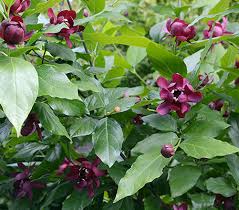 Image result for Afrocanthium pseudorandii