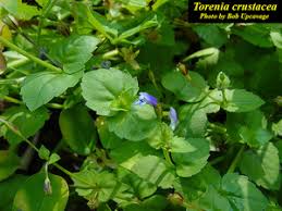 Image result for Torenia crustacea