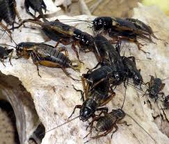 For best results, place vertically and at the desired height as mentioned on the box. 9 Ways On How To Get Rid Of Crickets