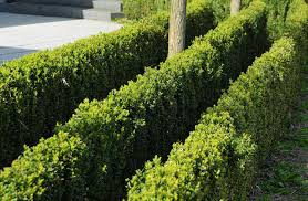 20 Types of Boxwood Shrubs for Landscaping