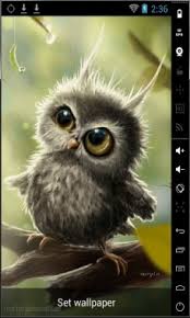 Baby Owls Wallpaper Cute 640x1136 Download Hd Wallpaper Wallpapertip Check out this fantastic collection of baby owl wallpapers, with 50 baby owl background images for your desktop, phone or tablet. baby owls wallpaper cute 640x1136