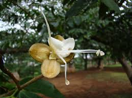 Image result for Hymenaea courbaril