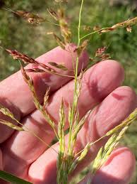 Image result for Sorghum halepense