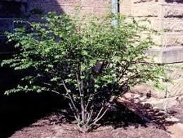Maybe you would like to learn more about one of these? Winged Euonymus Burningbush Euonymus Alatus