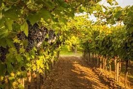 Tarlaya ev yapmak i̇çin gerekli nitelikler. Zeytinliklere Ev Yapilir Mi Evler Tarim Bahce