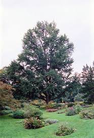 Tucked away on 11th street se near the highway, gingko gardens is a truly local spot. Get Ginkgo In Mi At English Gardens Nurseries Serving Clinton Township Dearborn Heights Eastpointe Royal Oak West Bloomfield And The Plymouth Ann Arbor Michigan Areas