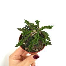 Image result for Euphorbia davyi