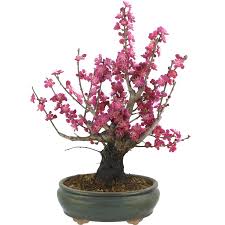 Check spelling or type a new query. Apricot Bonsai Care Bonsaischule Wenddorf