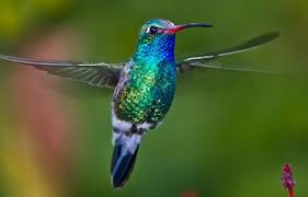 Birds And Blooms Photo Contest Winners Bird Photography Bird Photography Tips Birds Blooms Hummingbird Photos Hummingbird Pictures Bird Photo