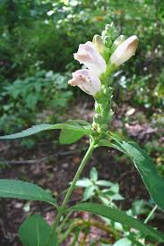 Image result for Blotiella glabra