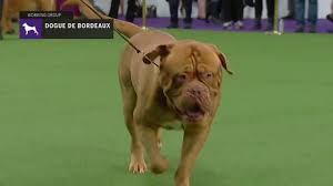 (french mastiff, bordeaux mastiff, bordeaux bulldog). Dogues De Bordeaux Breed Judging 2019 Youtube