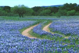 Because of its central location relative to the reset of the united states, dallas is a popular convention site and site for many corporate headquarters, and if a company isn't headquartered here, it probably has a large. Cedar Hill Tx Dirt Road Through A Field Of Bluebonnets Behind Hope Lutheran Church Photo Picture Image Texas At City Data Com