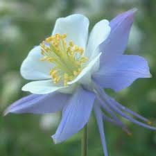 Maybe you would like to learn more about one of these? Aquilegia Heavenly Blue Sky Blue Blue Dream Dorset Perennials