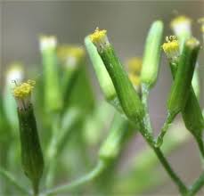 Image result for Senecio viminalis
