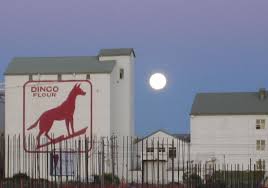 North Freo I Know Where That Dingo Is Kathryn Claire Watts Fremantle Movie Locations Perth