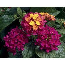 Proven Winners Bandana Cherry Lantana Live Plant Deep Pink Flowers With Yellow Orange Sections 4 25 In Grande Lanprs6017520 The Home Depot Lantana Plant Flower Pots Flower Seeds