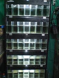 Http Farm4 Static Flickr Com 3612 3356566652 E02879d9f9 Jpg V 0 Betta Aquarium Betta Betta Tank