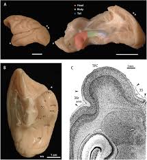 Berikut adalah kumpulan alamat email perusahaan bonafit. The Nonhuman Primate Hippocampus Neuroanatomy And Patterns Of Cortical Connectivity Springerlink