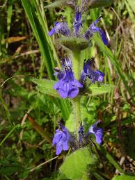 Image result for Haumaniastrum glabrifolium