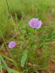 Image result for Monsonia angustifolia
