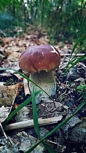 Un joli reportage dans lequel on ne s'ennuie pas et qui nous apprend bien des petits secrets sur une des. Epingle Par Nicole Brunner Sur Planete Champignons Champignons Farcis Cueillette Champignon Cepes
