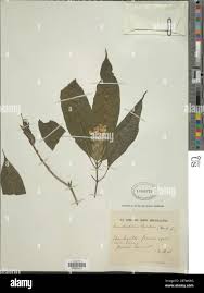 Image result for Lankesteria