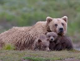 In the morning visit the university of alaska fairbanks museum featuring collections that represent over 11,000 years of cultural traditions in the north. Outdoor Vacations Denali National Park Ak Scholastic Parents