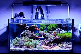 Family fun at its best! Nano Cube Aquarium Setup