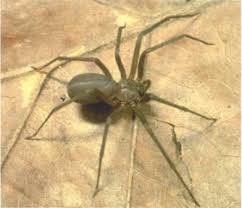 Your age and health are also factors you need. Brown Recluse Spider An Overview Sciencedirect Topics