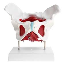 Jun 18, 2018 · the upper leg is often called the thigh. Amazon Com Almencla Female Pelvis And Pelvic Muscle Models Human Anatomy Bone Medical 1 1 Industrial Scientific