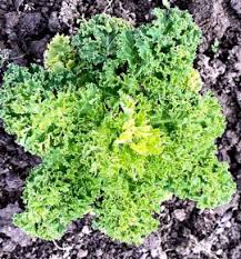 Image result for kadeřávek