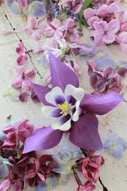 Get fresh and beautiful flowers for any occasion like valentine's day, mothers day, anniversary gifts, wedding flower, birthday flowers and many more occasions in vancouver. Blooms áµƒá¶°áµˆ Bouquets à²Œ Planting Flowers Petals Floral