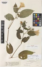 Image result for Mellera nyassana