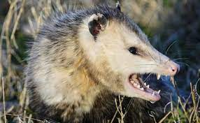 We did not find results for: All About Opossums